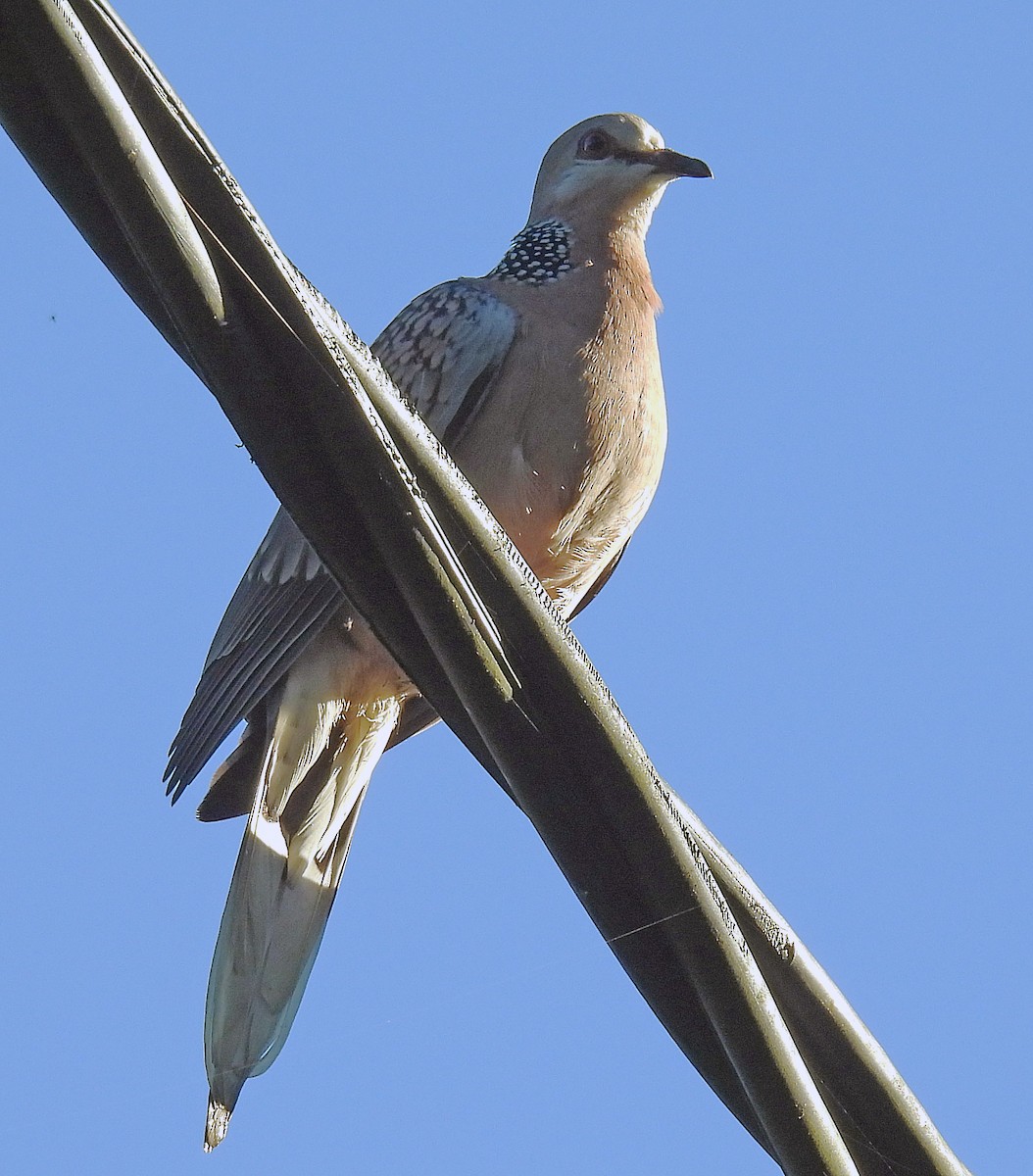 Spotted Dove (Western) - ML620484534