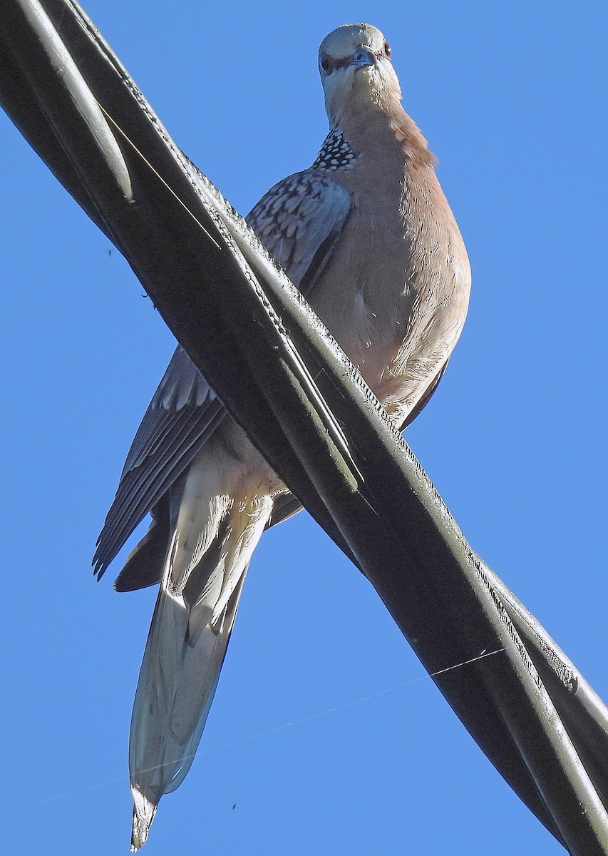 Tourterelle tigrine (suratensis/ceylonensis) - ML620484535