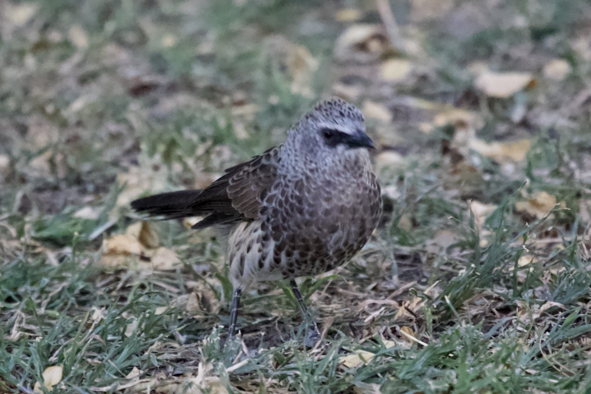 Hartlaub's Babbler - ML620484536