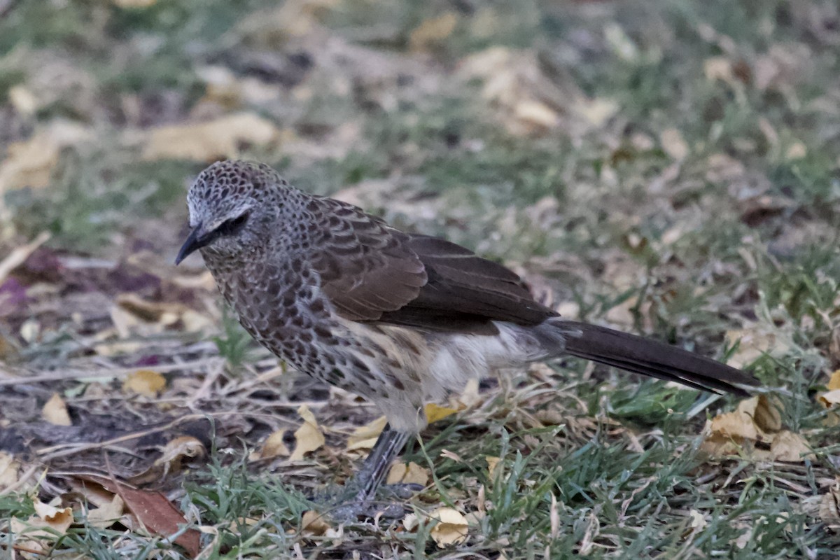 Hartlaub's Babbler - ML620484537