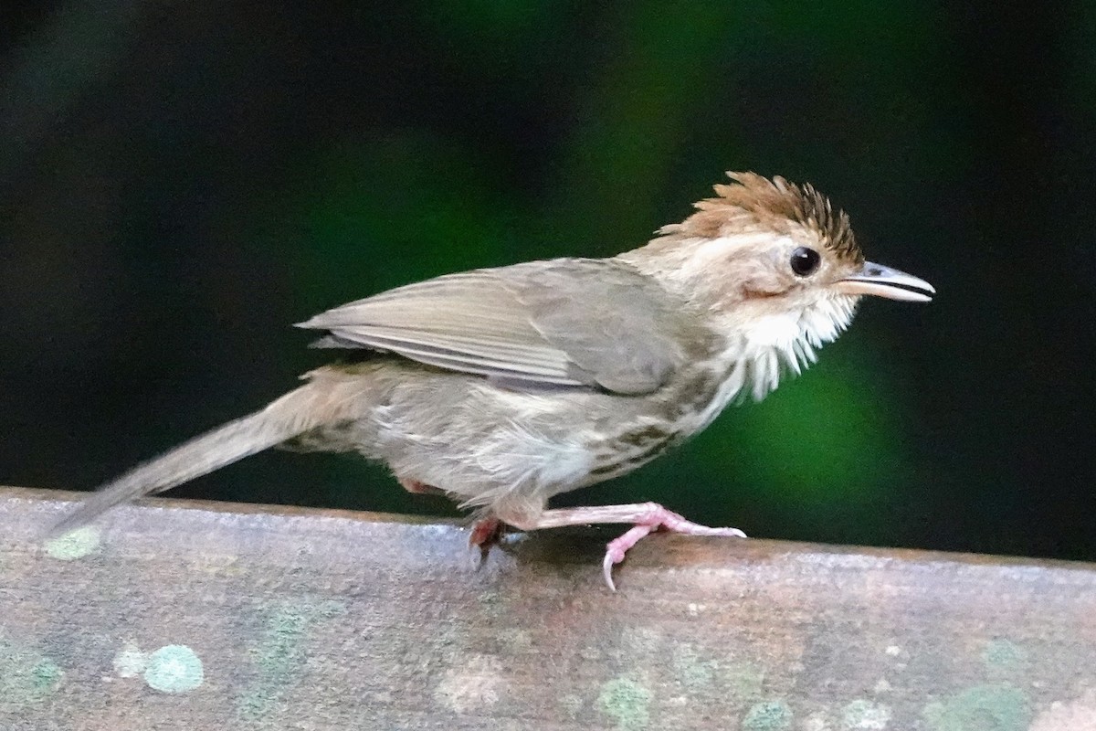 Tordina Pechiestriada - ML620484541