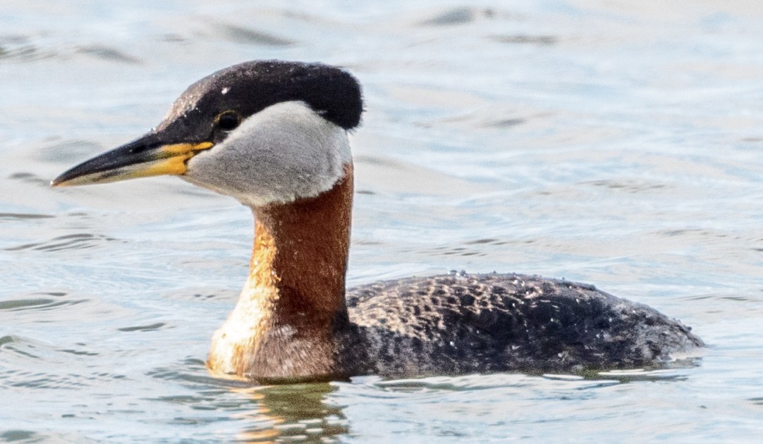 Red-necked Grebe - ML620484542