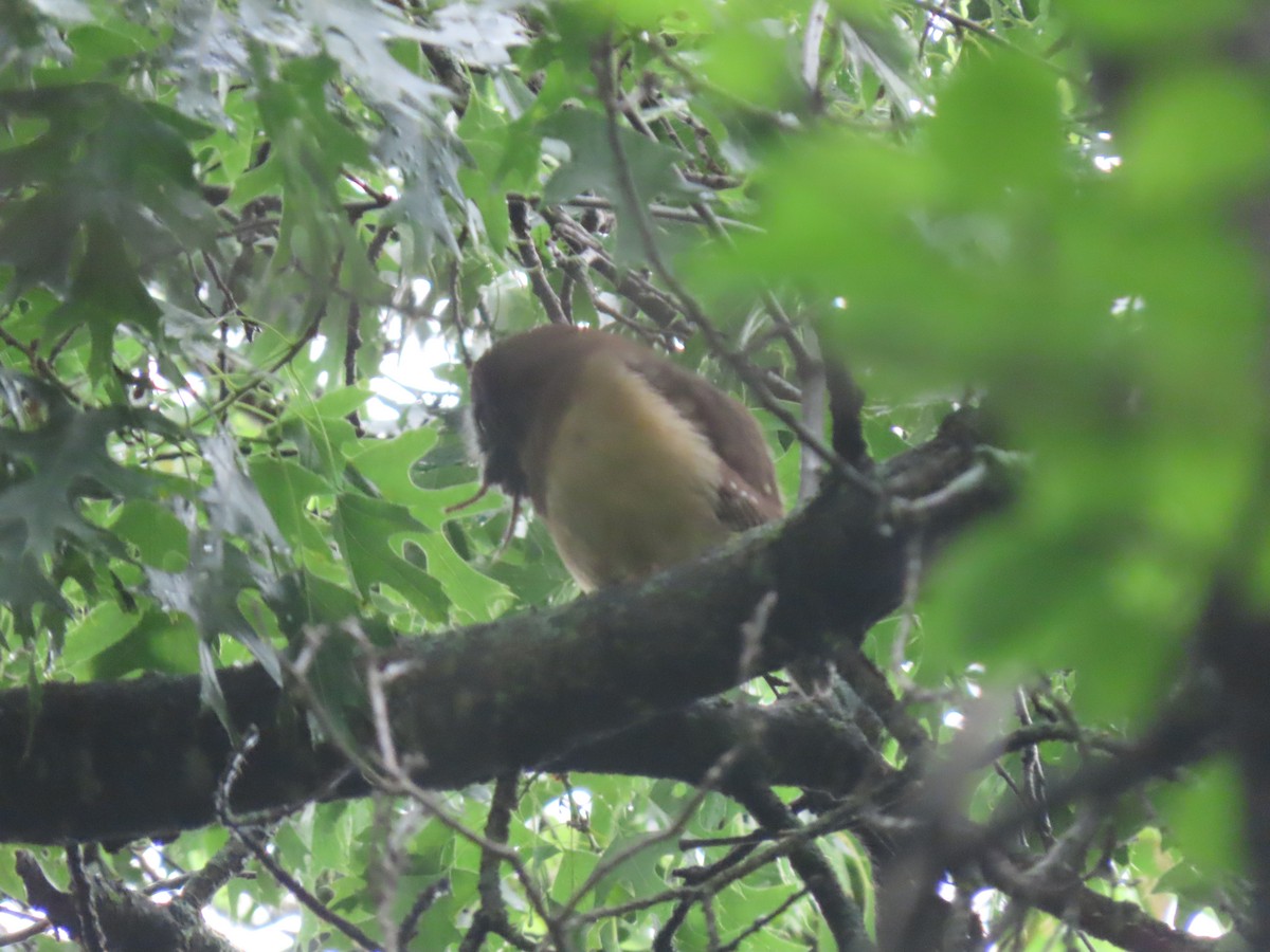 Northern Saw-whet Owl - ML620484547