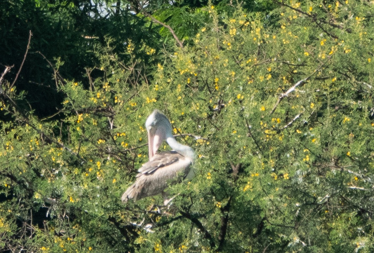 Spot-billed Pelican - ML620484549