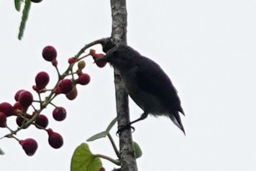 Nilgiri Flowerpecker - ML620484550