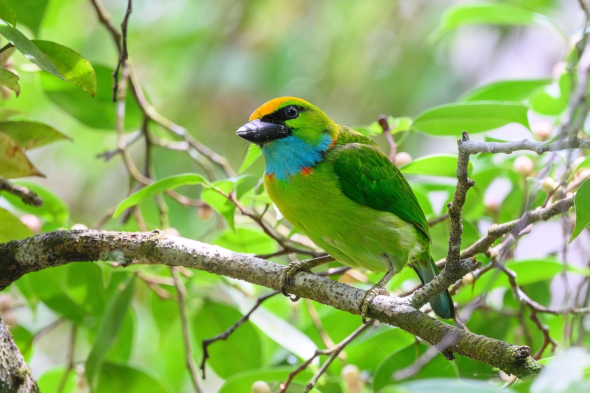 Yellow-crowned Barbet - ML620484553