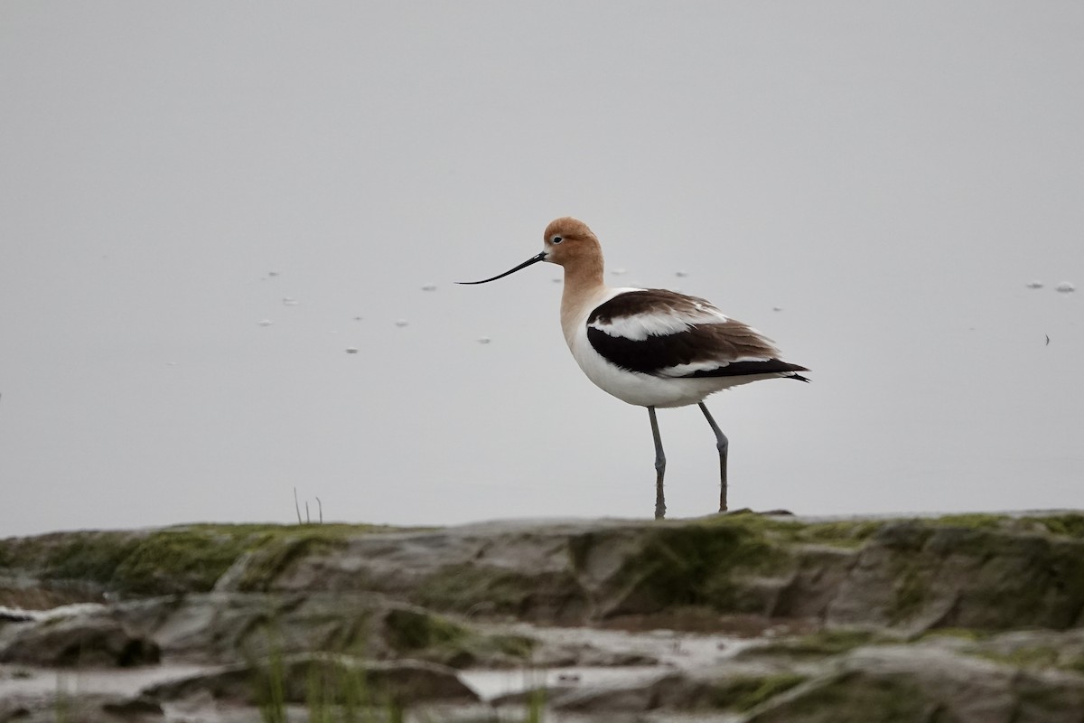 American Avocet - Michel Robert