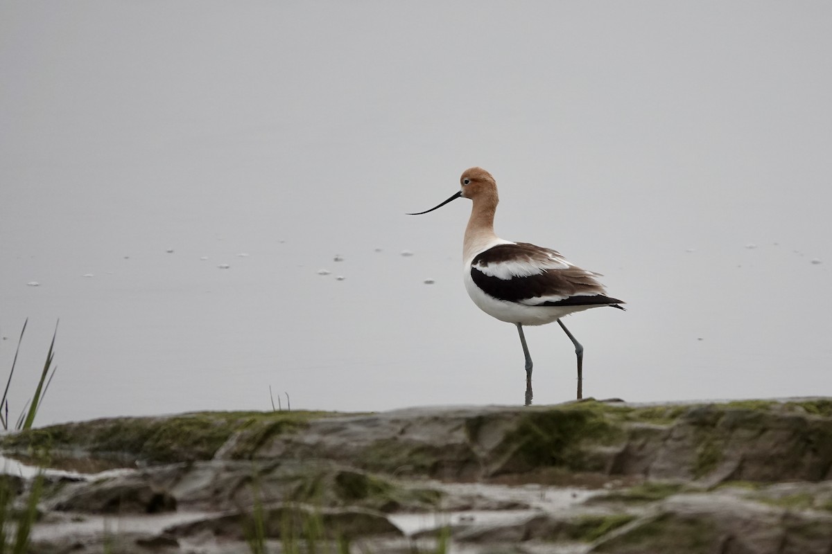 Avoceta Americana - ML620484559