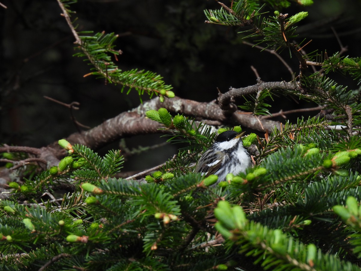 Blackpoll Warbler - ML620484566