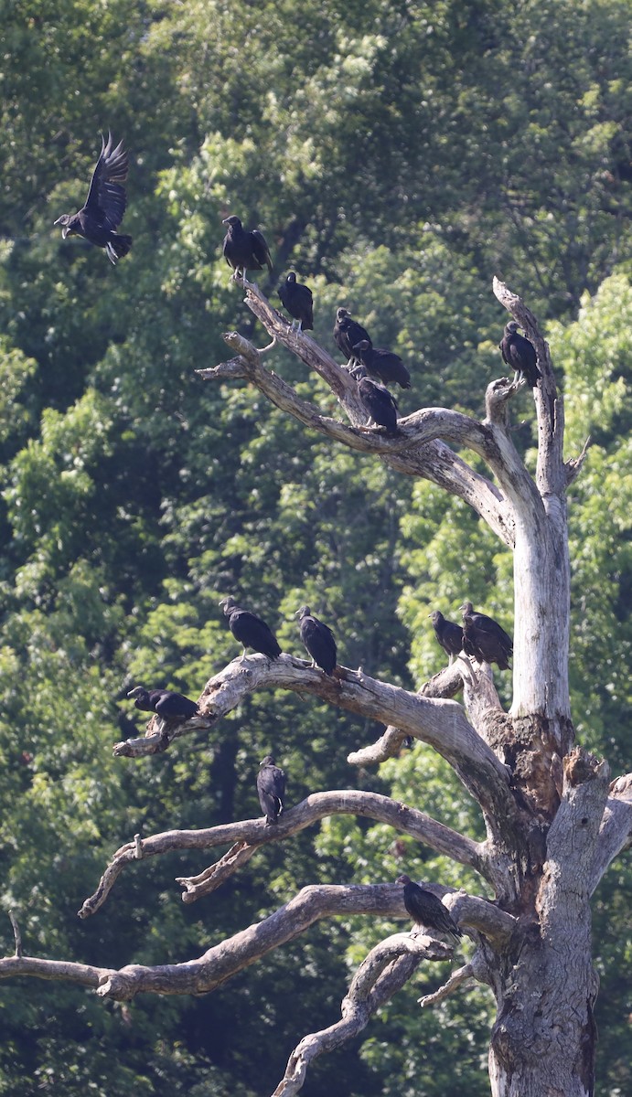 Black Vulture - ML620484573