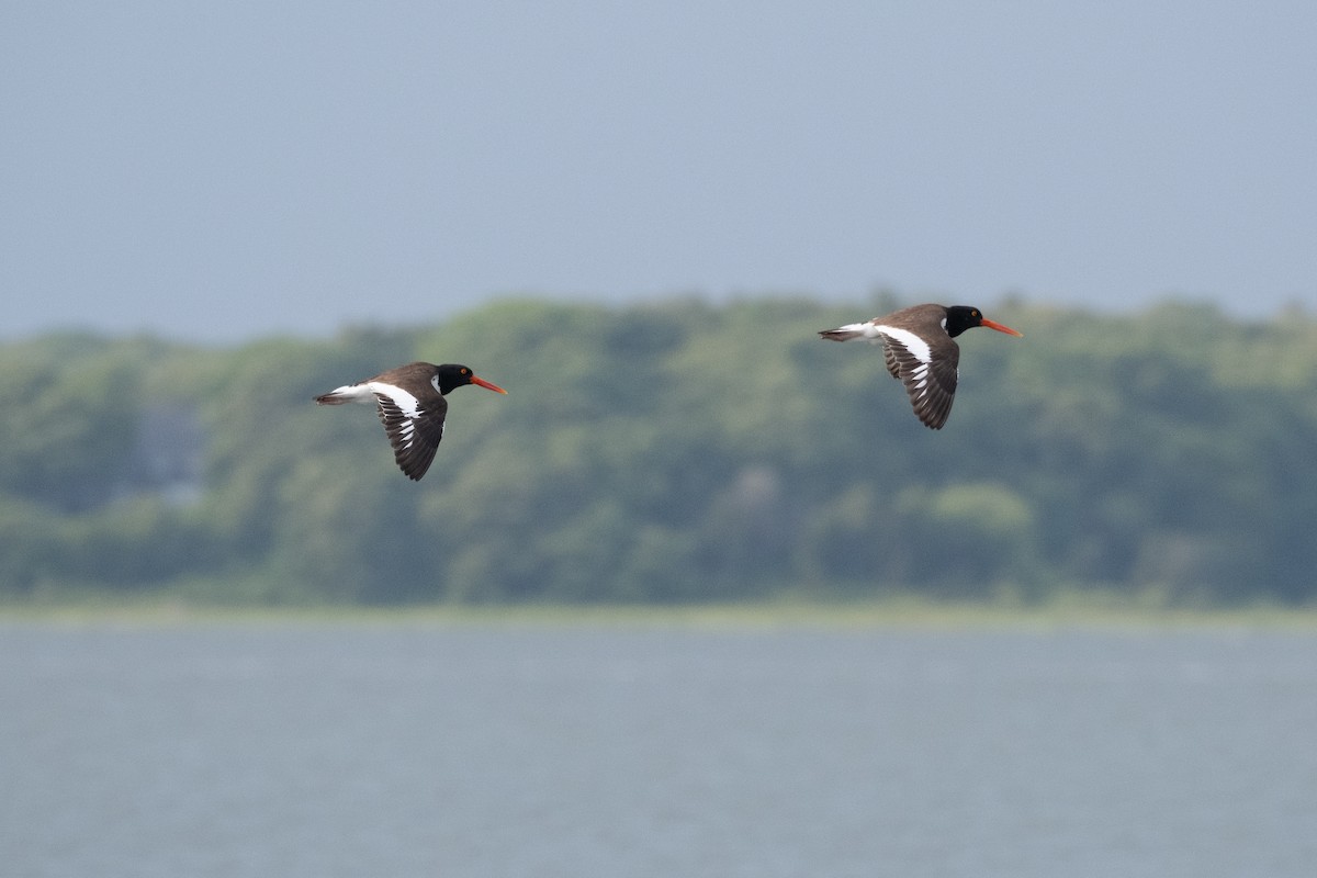 American Oystercatcher - ML620484578