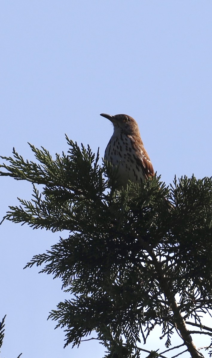 Brown Thrasher - ML620484585