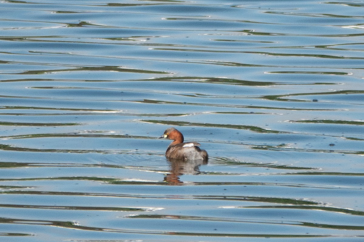 Little Grebe - ML620484586