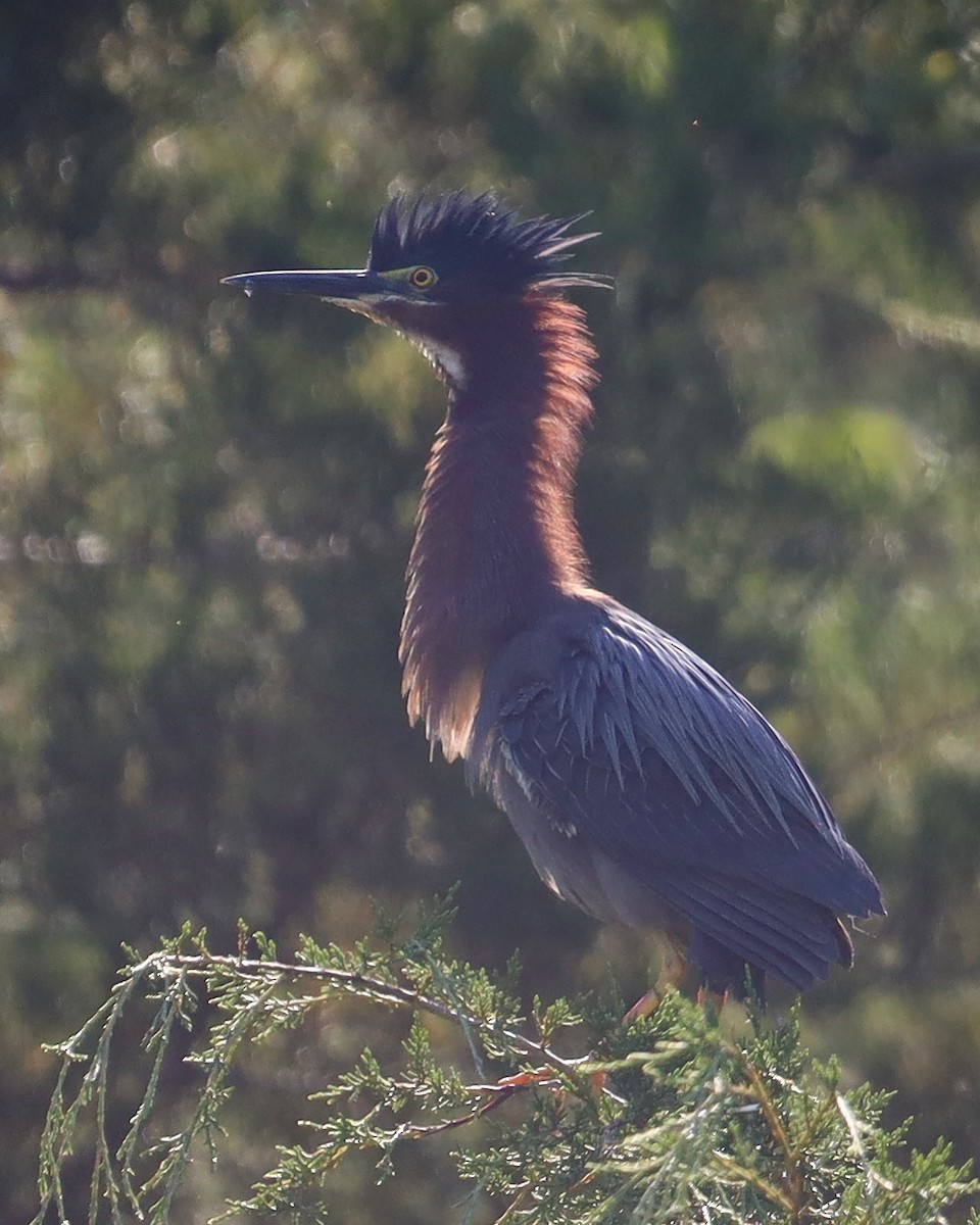 Green Heron - Alexandra Knudson