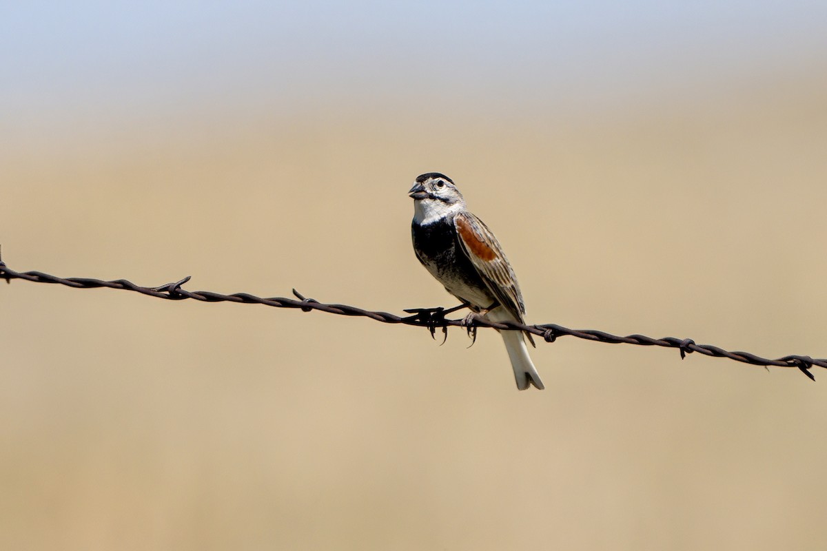 Thick-billed Longspur - ML620484592