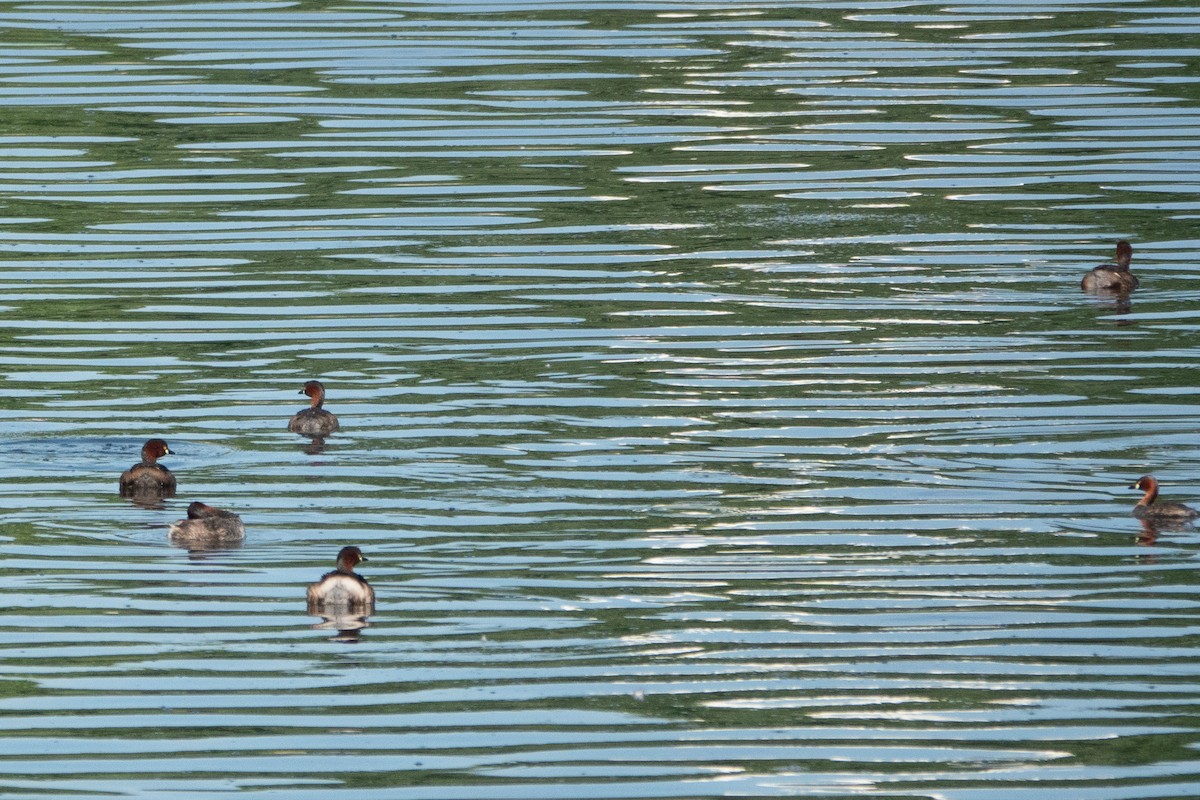 Little Grebe - Guillaume Desjardins