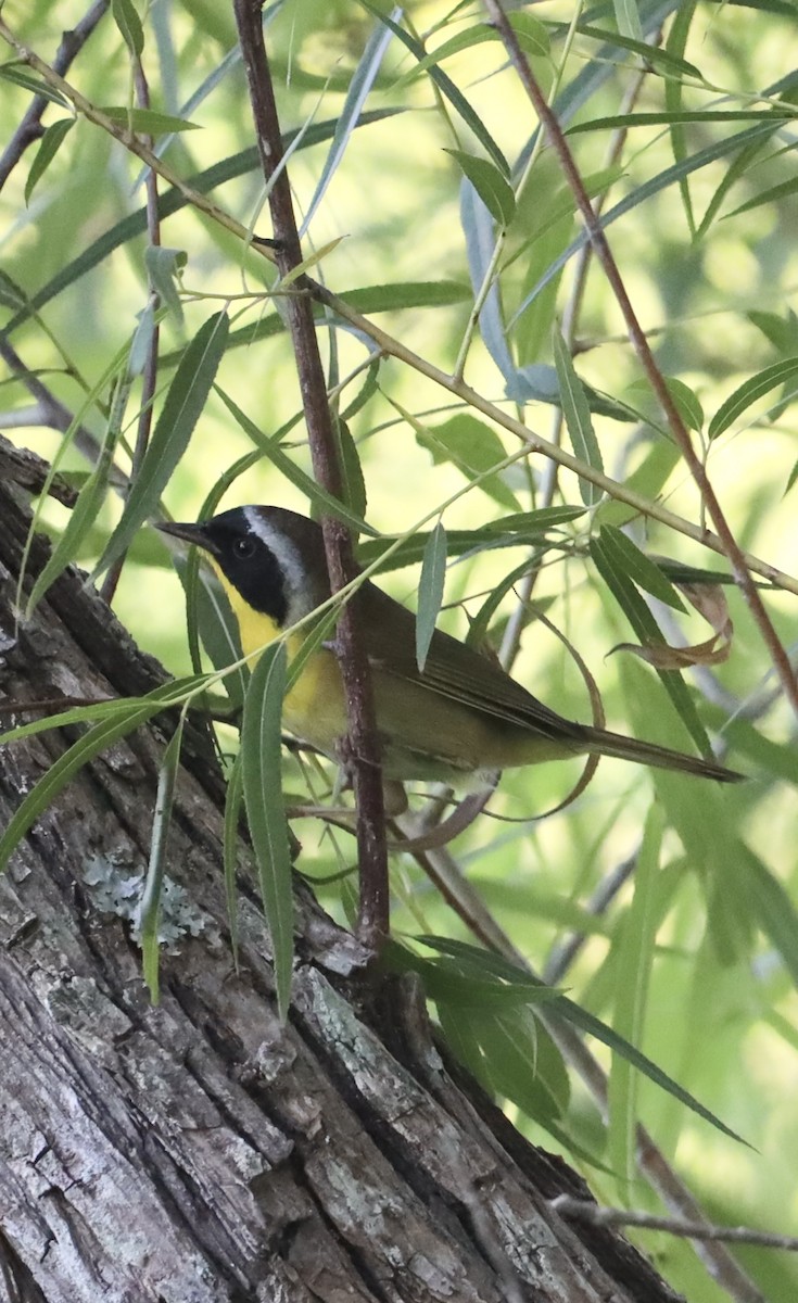 Common Yellowthroat - ML620484599