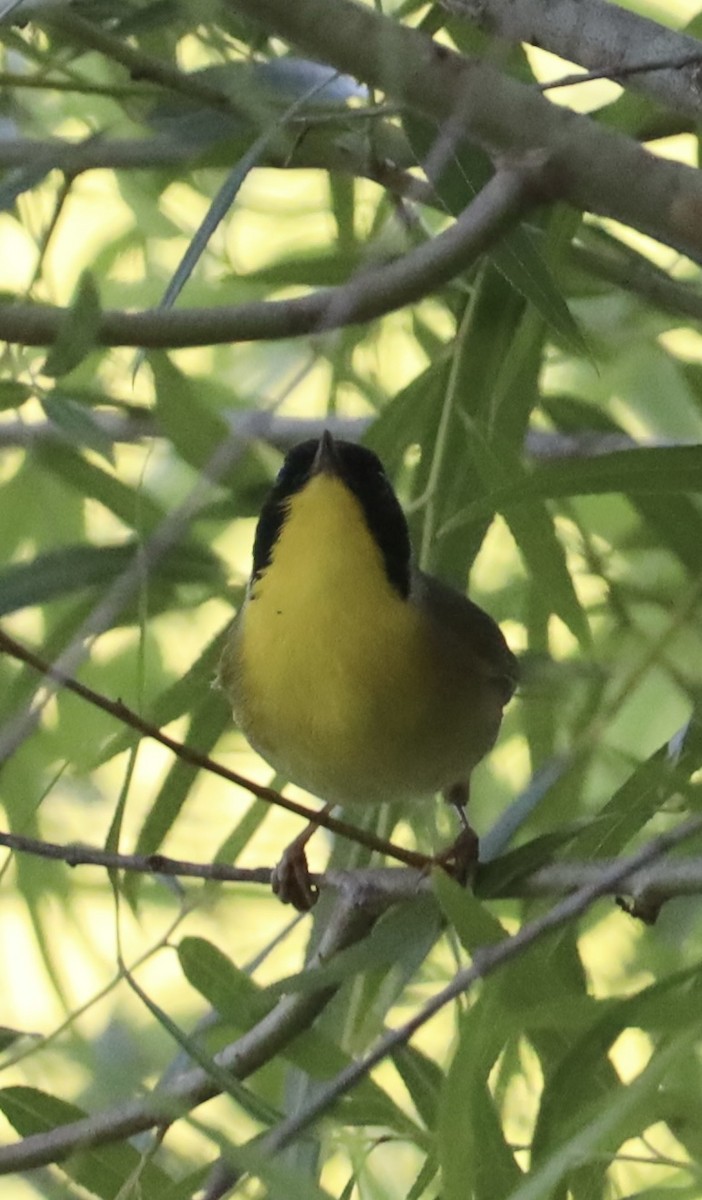 Common Yellowthroat - ML620484600
