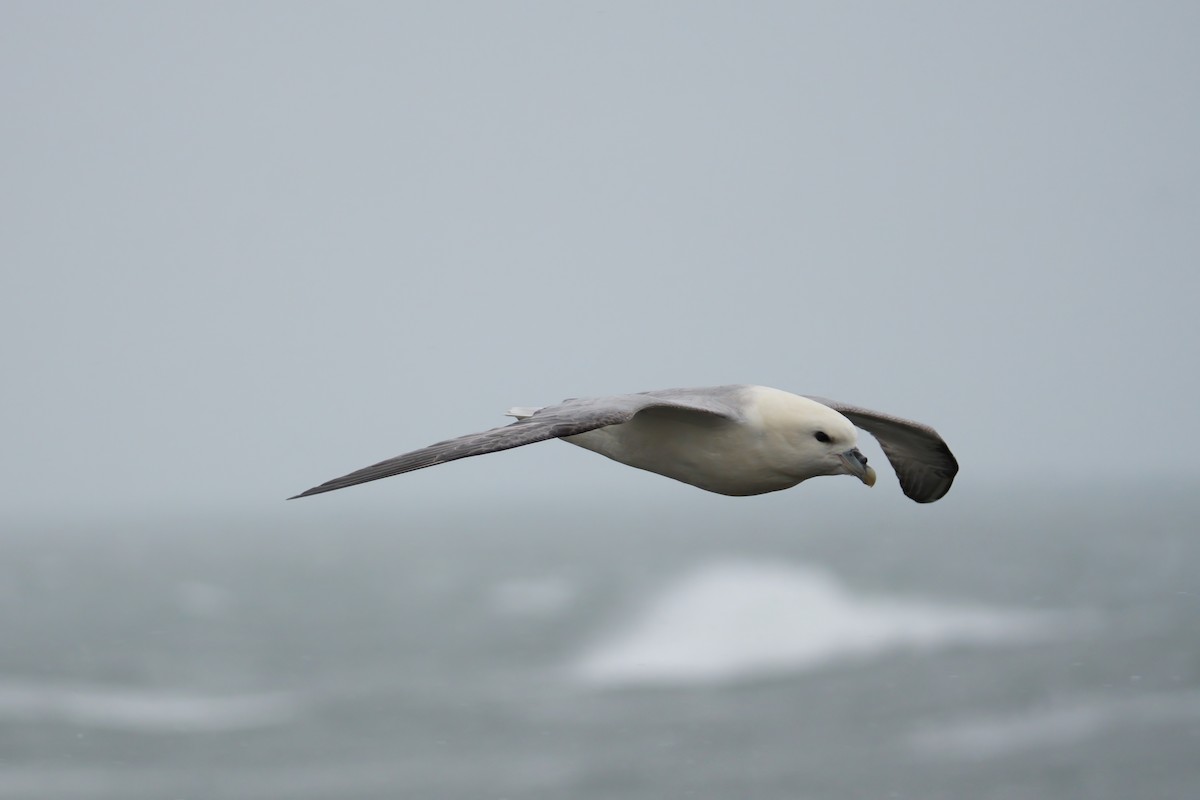 Northern Fulmar - ML620484602