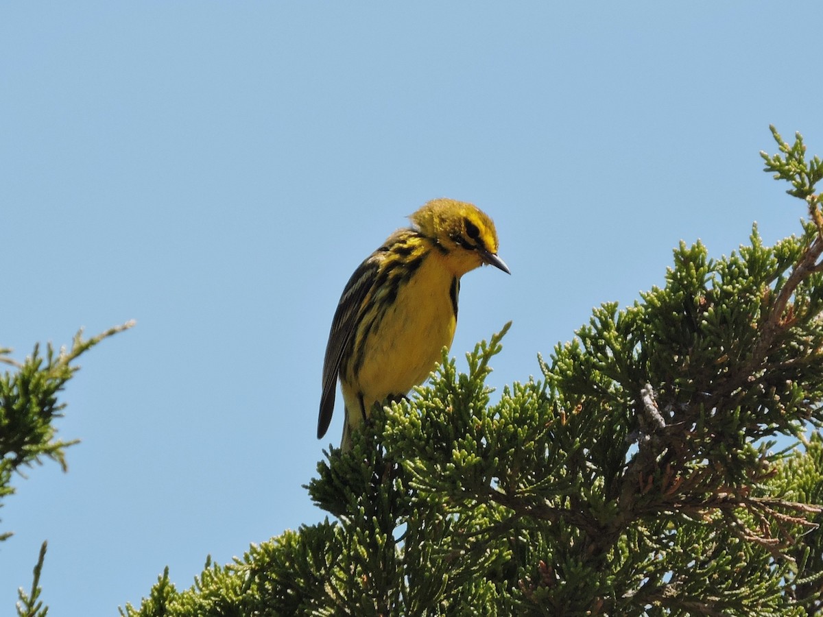 Prairie Warbler - ML620484604