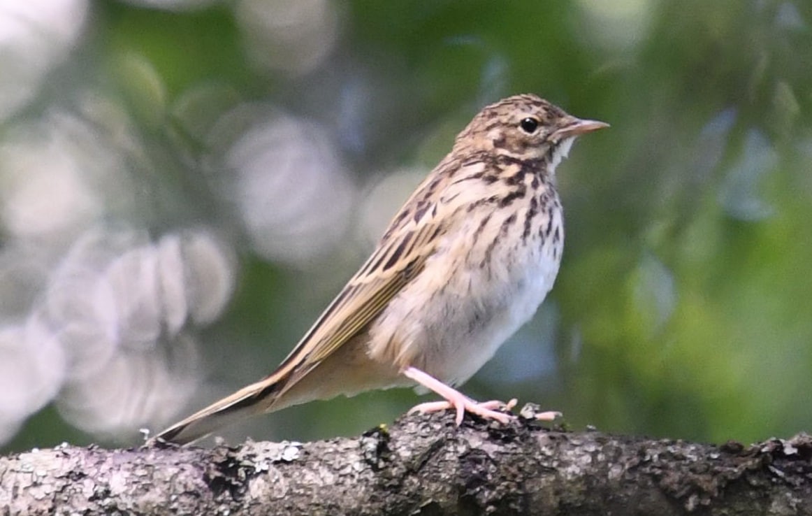 Tree Pipit - ML620484605