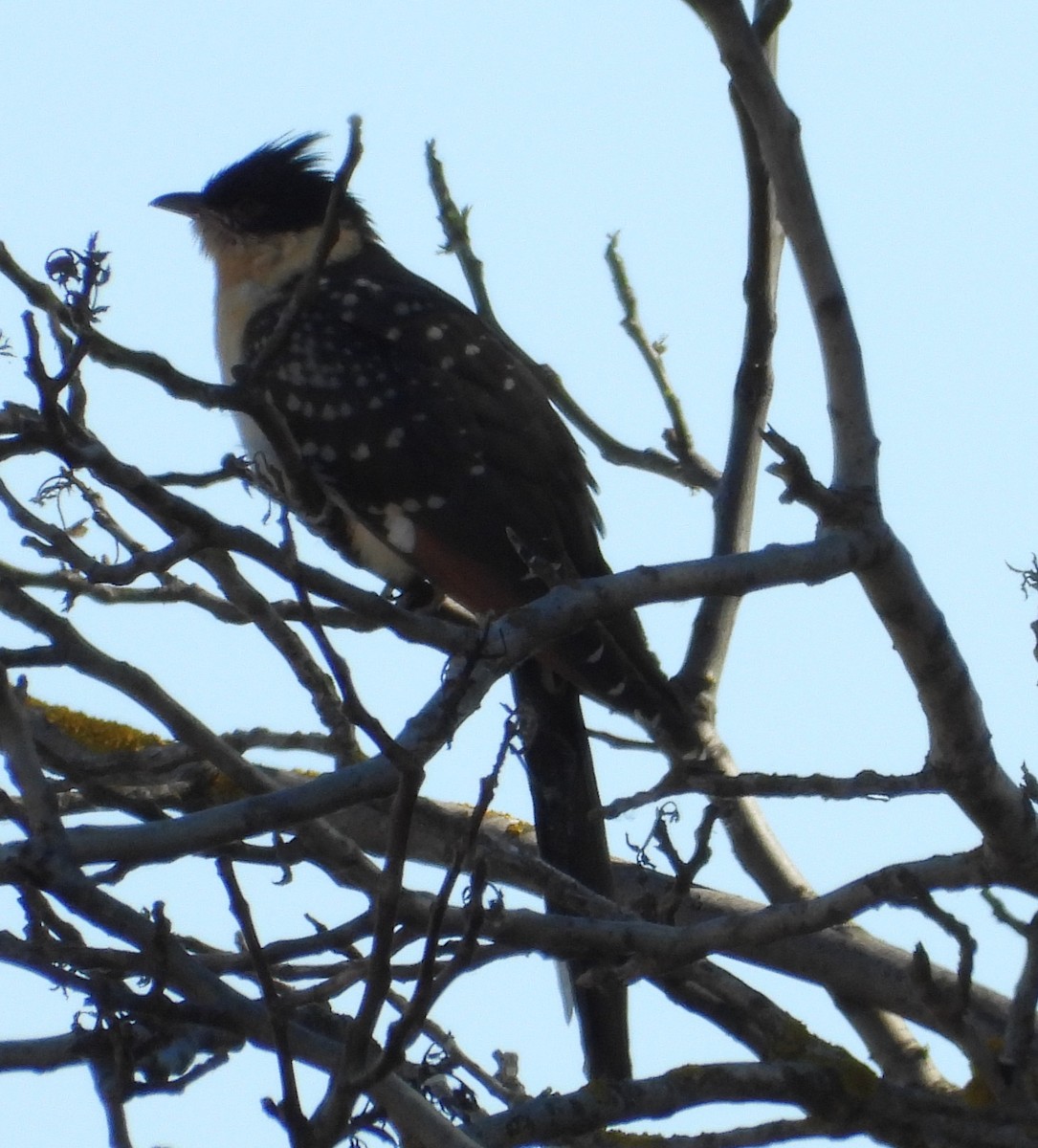 Great Spotted Cuckoo - ML620484609