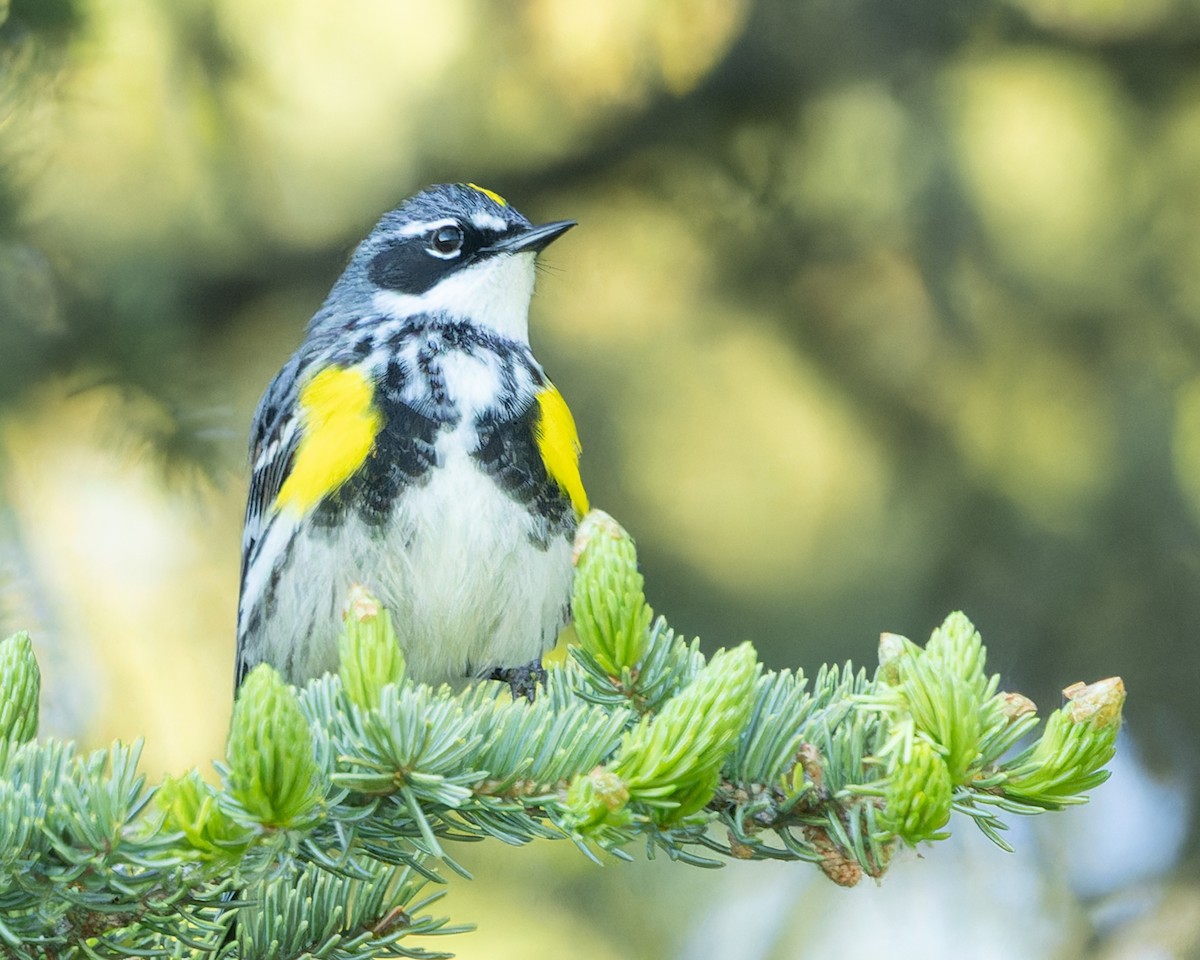 Yellow-rumped Warbler - Kyle Blaney