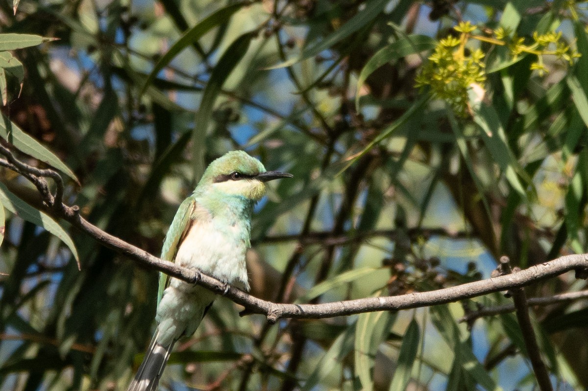 Asian Green Bee-eater - ML620484613