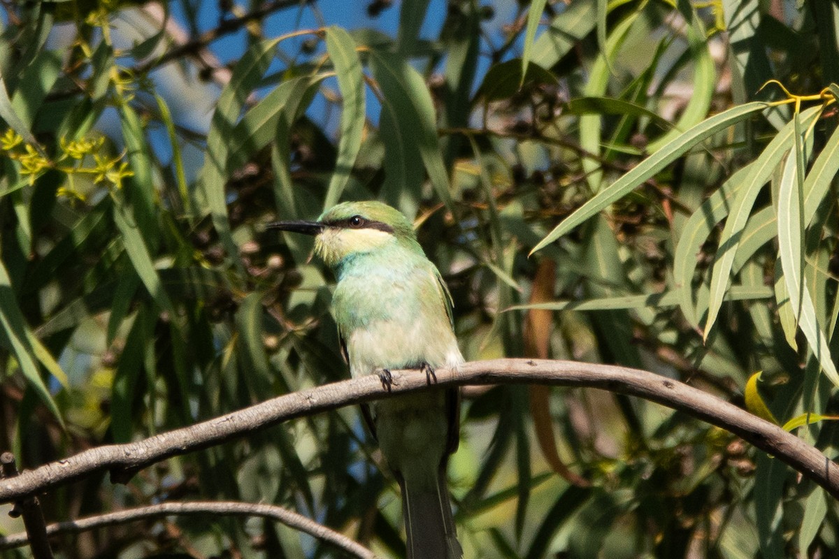 Asian Green Bee-eater - ML620484615