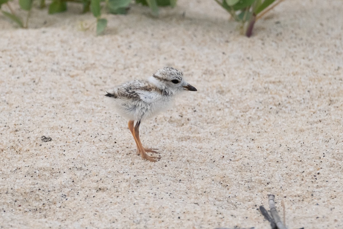 Piping Plover - ML620484617