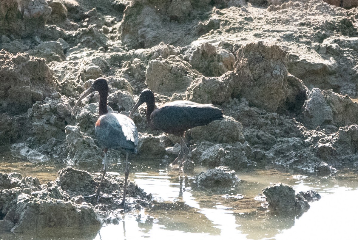 Glossy Ibis - ML620484619