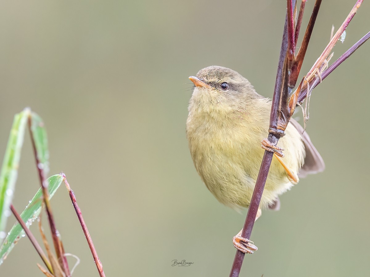 Aberrant Bush Warbler - ML620484620