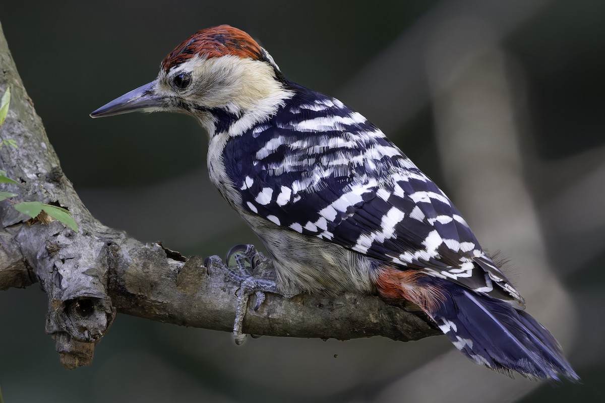 Fulvous-breasted Woodpecker - ML620484630