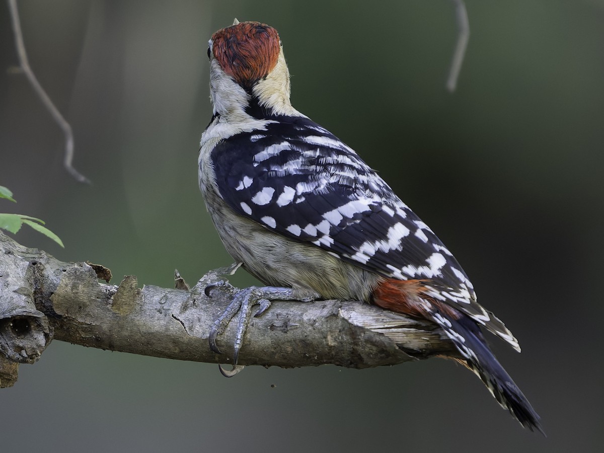Fulvous-breasted Woodpecker - ML620484631