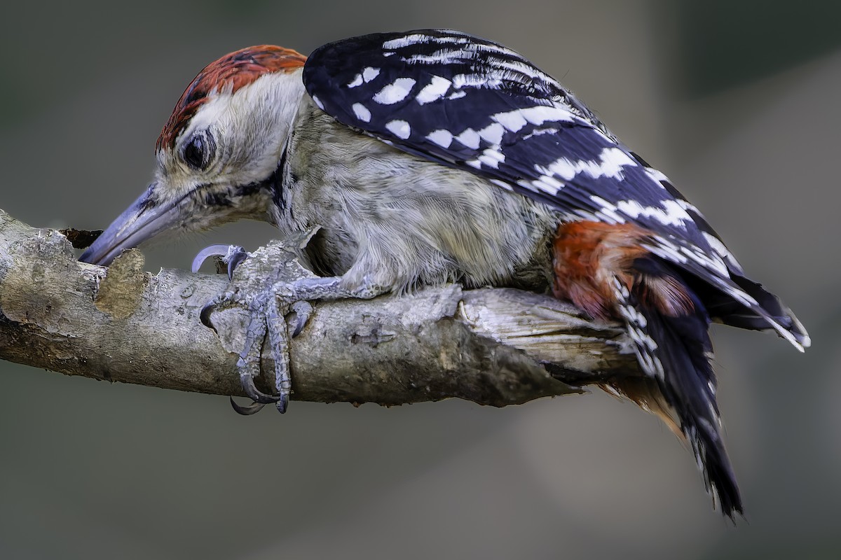 Fulvous-breasted Woodpecker - ML620484633