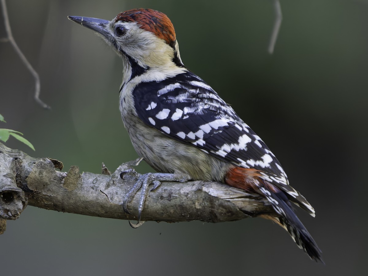 Fulvous-breasted Woodpecker - ML620484634