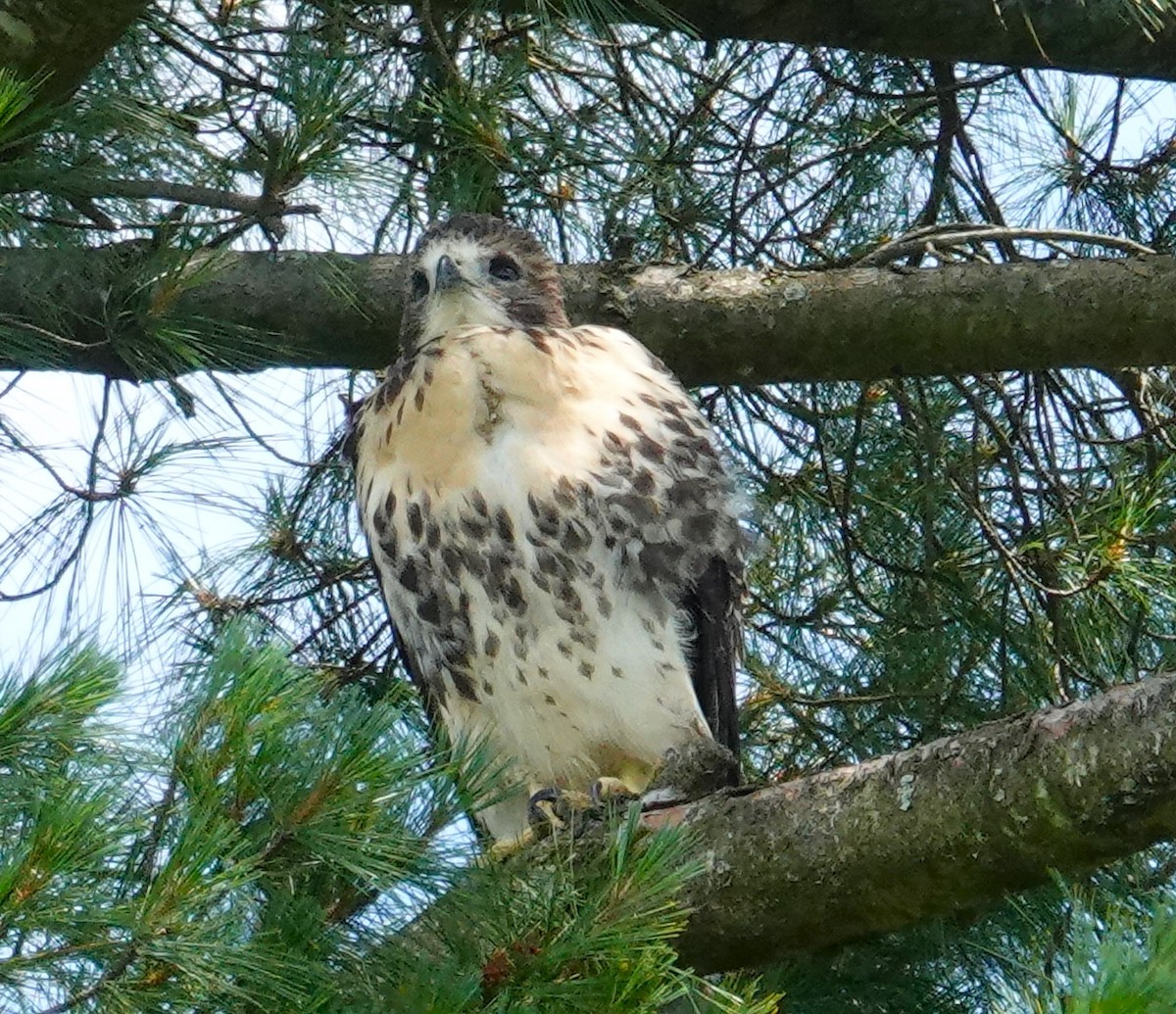 Red-tailed Hawk - ML620484638