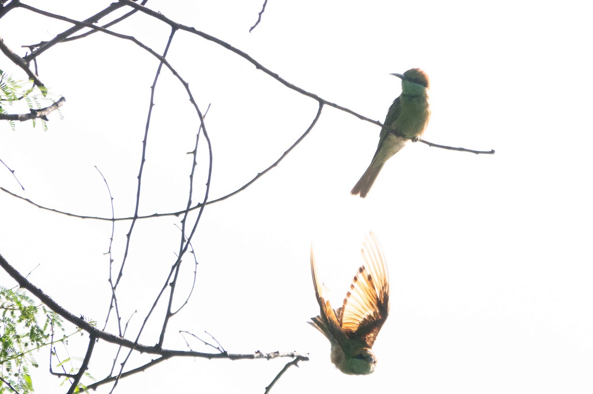 Asian Green Bee-eater - ML620484641