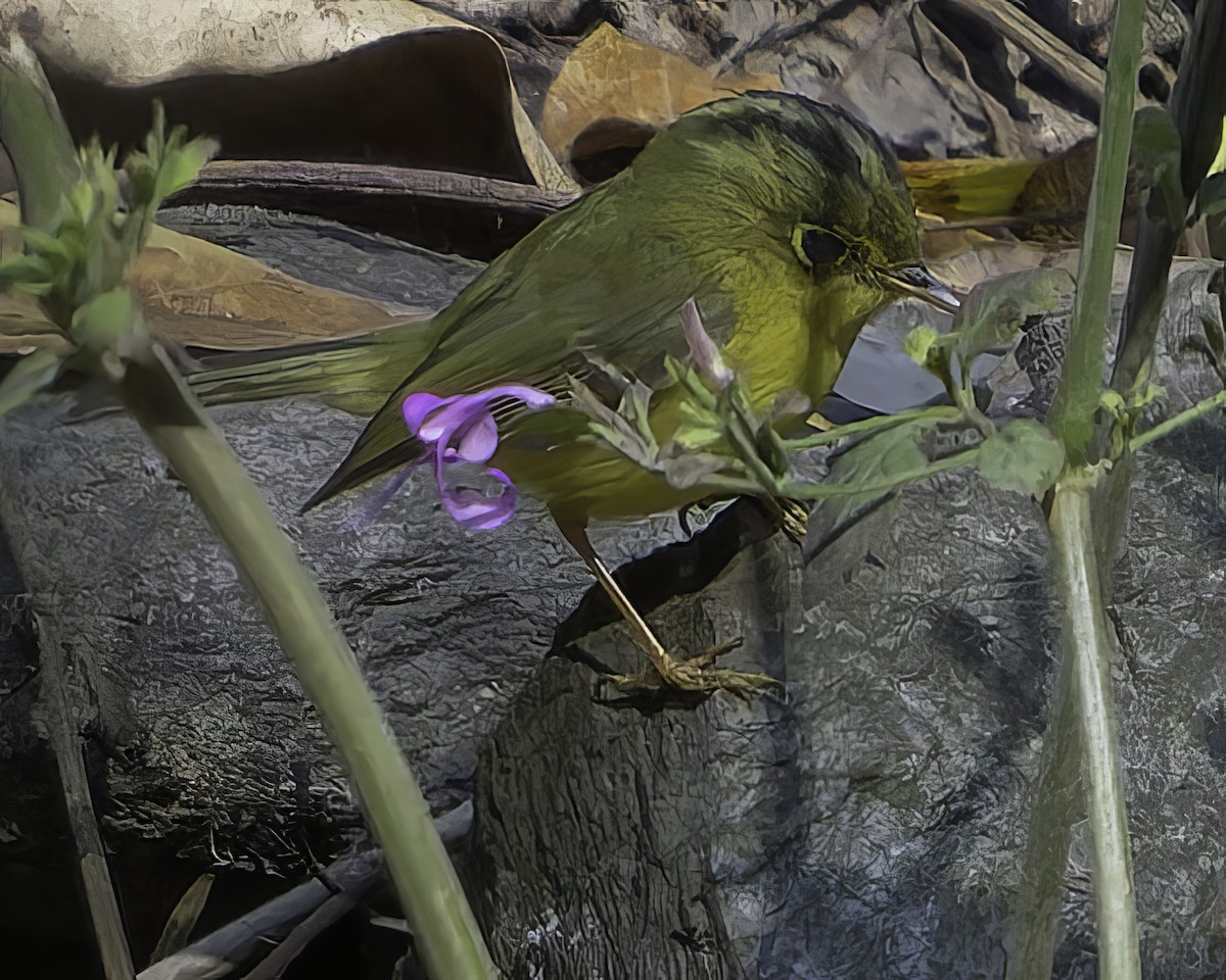 Mosquitero de Whistler - ML620484643