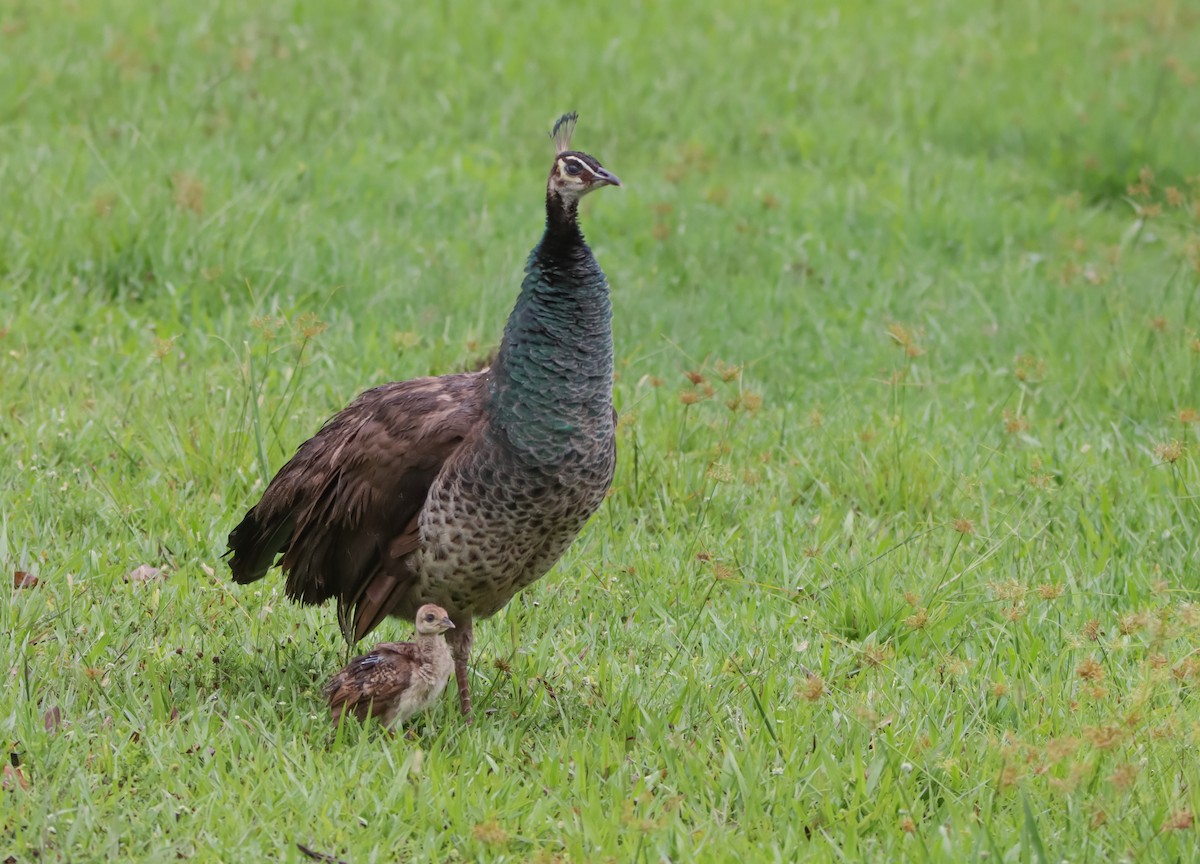 Indian Peafowl - ML620484645