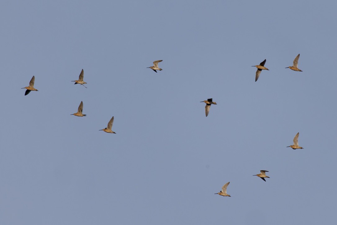 Short-billed Dowitcher - ML620484651