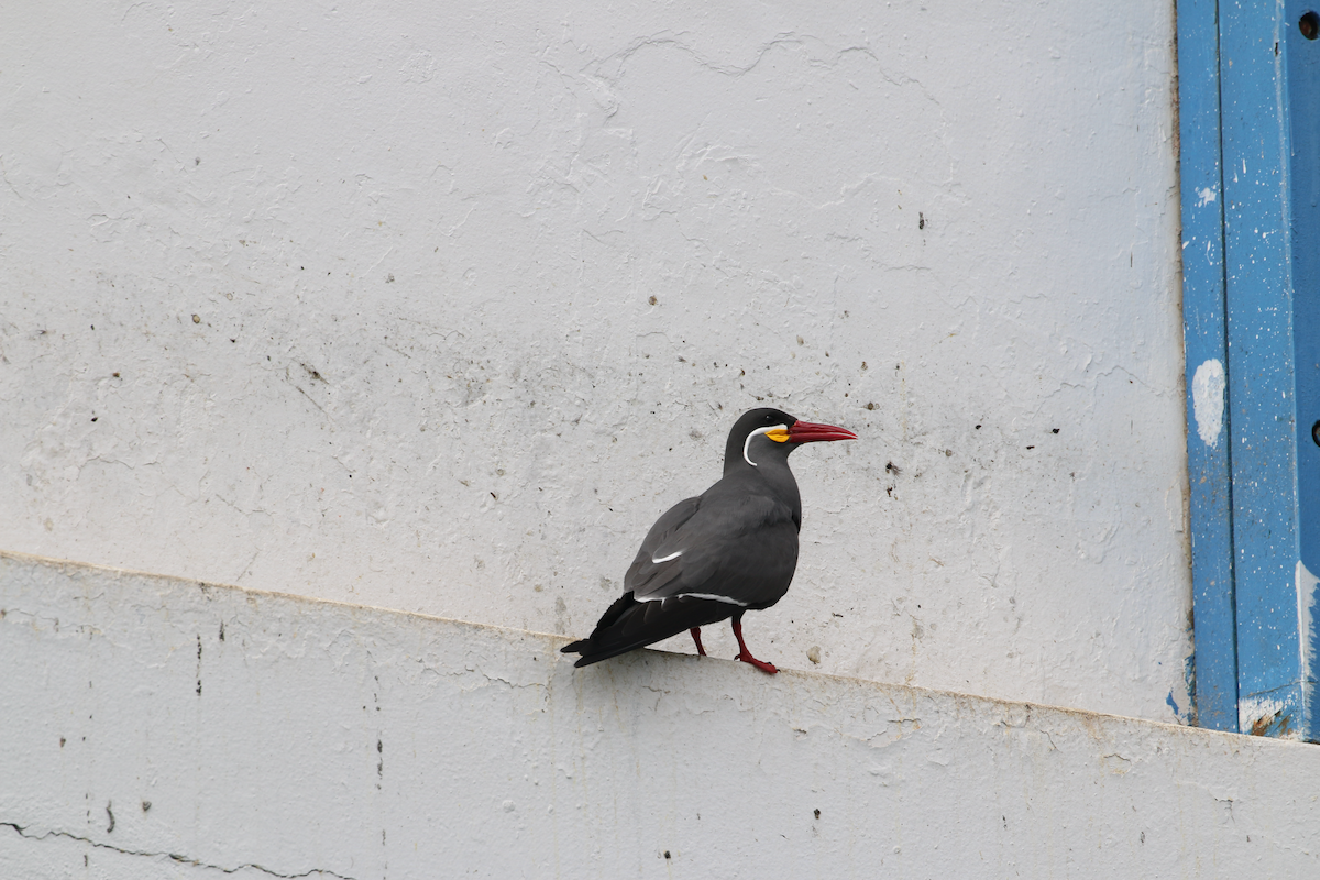 Inca Tern - ML620484652