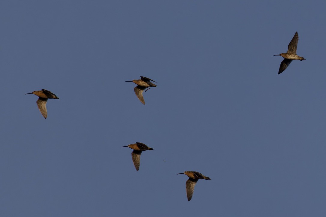 Short-billed Dowitcher - ML620484653