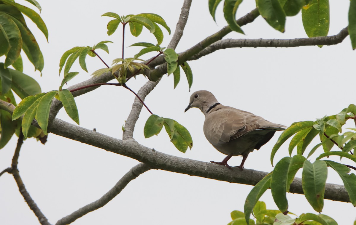 Eurasian Collared-Dove - ML620484655