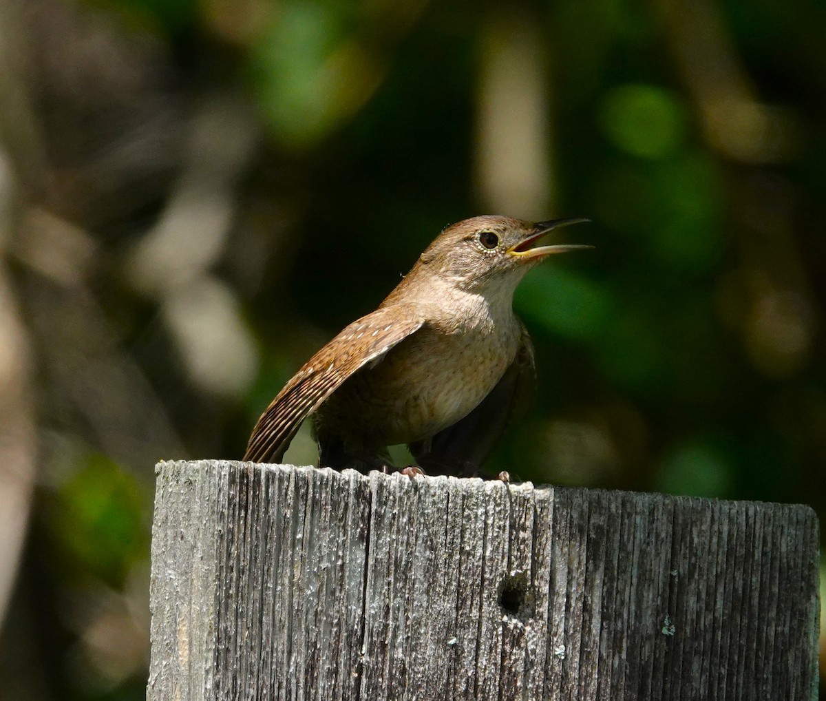 House Wren - ML620484657