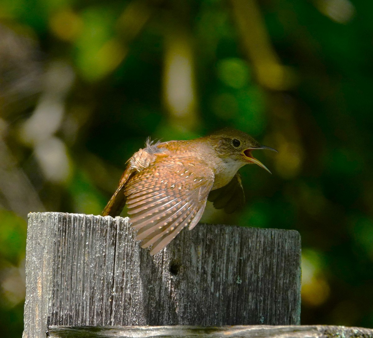 House Wren - ML620484660