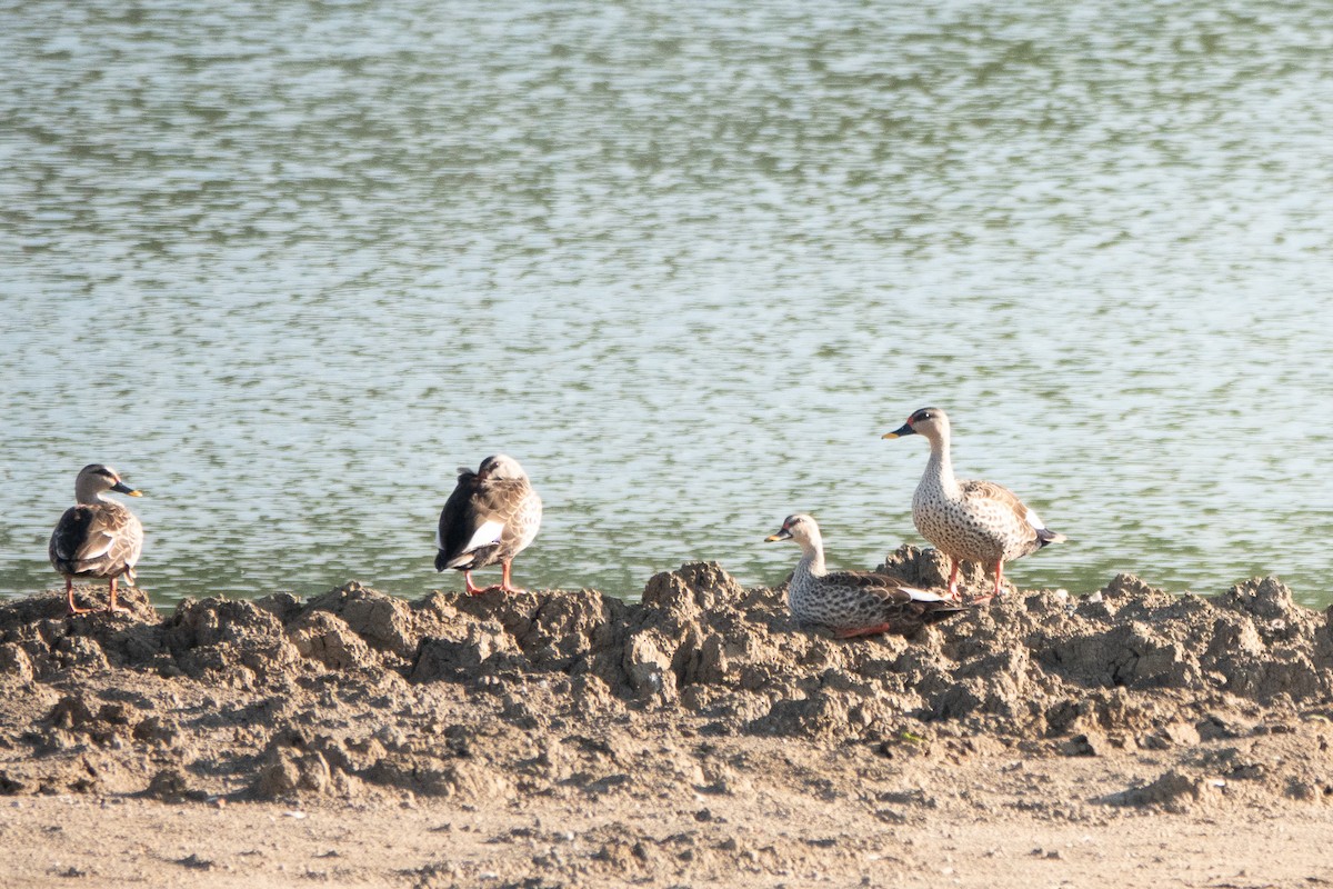 Canard à bec tacheté - ML620484661