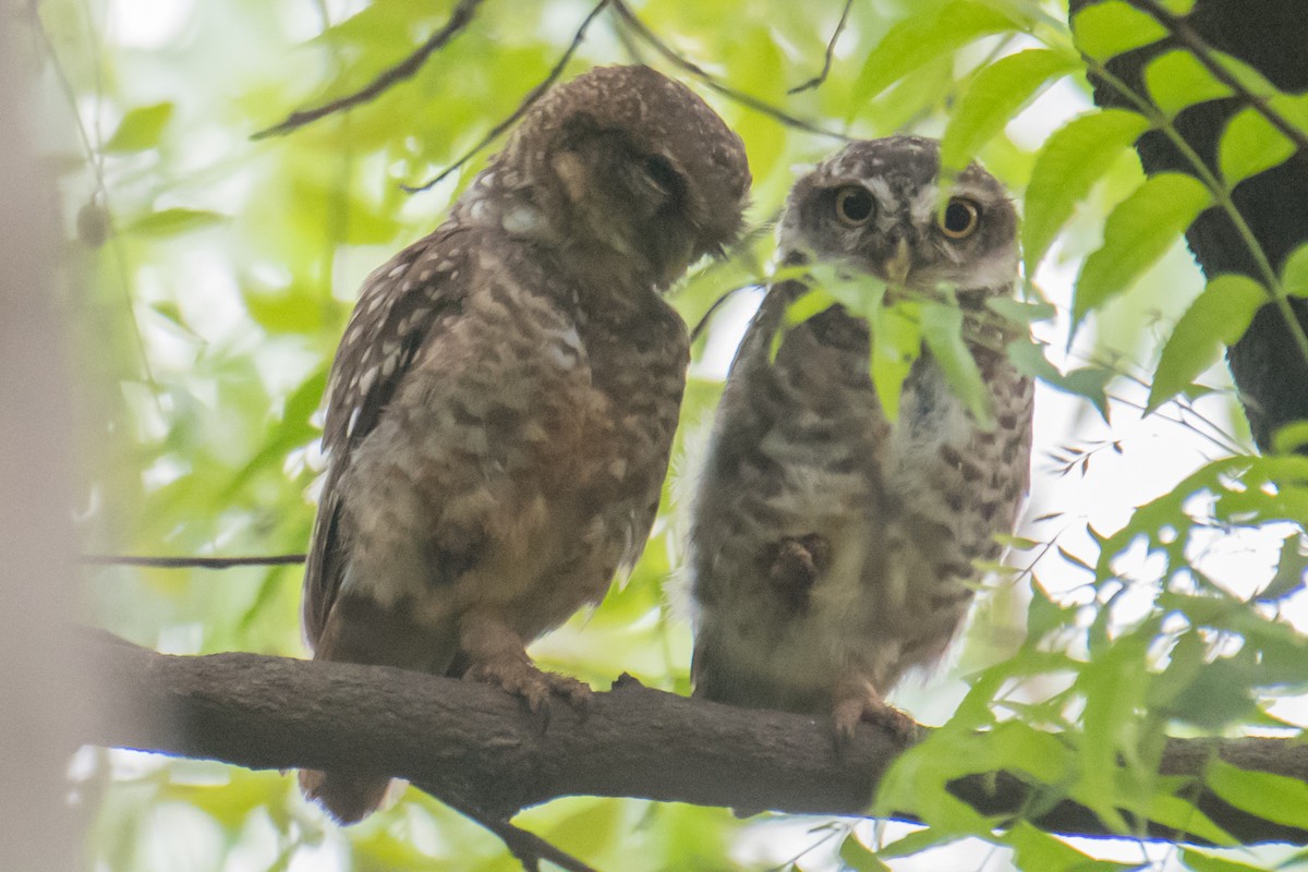 Spotted Owlet - ML620484662