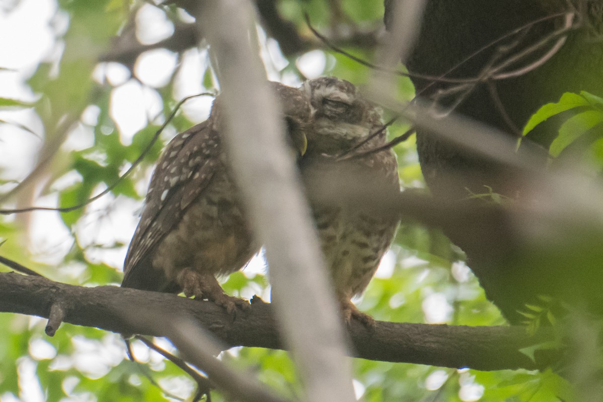 Spotted Owlet - ML620484663