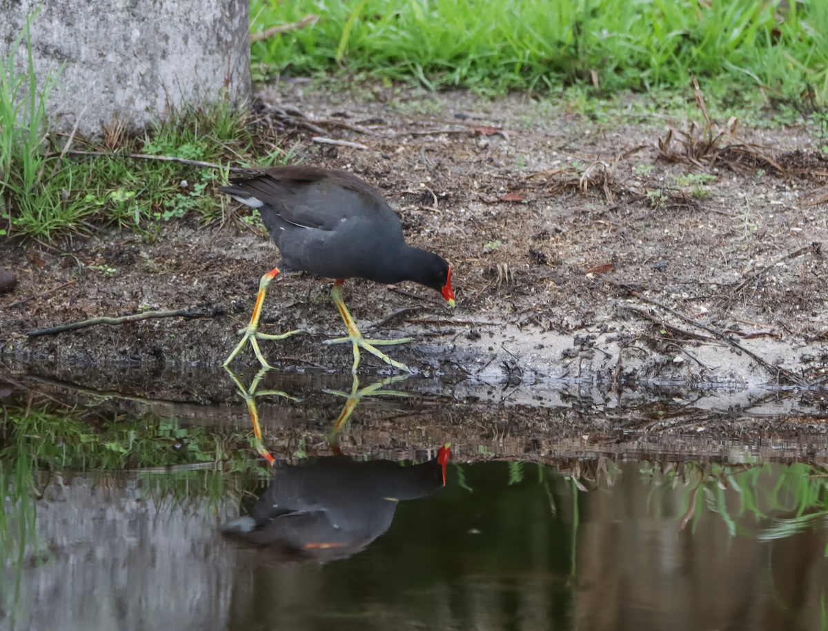 Gallinule d'Amérique - ML620484664